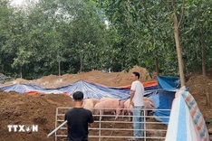 Dong Nai culls nearly 3,000 pigs over banned Salbutamol