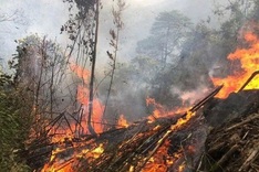 Forest fires break out across Gia Lai amid hot and windy weather