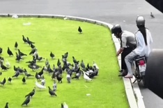 Man questioned for catching pigeons in downtown HCM City