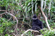 Rare white-cheeked langur spotted in northern Vietnam
