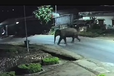 Wild elephant enters school grounds in Son La