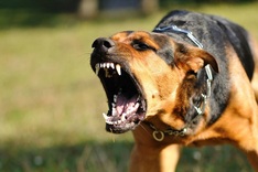Vietnam records 54 rabies deaths this year