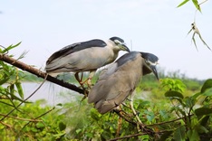 Ha Tinh cracks down on illegal bird trapping