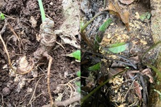 Mountain rats ravage Ngoc Linh ginseng farms in Quang Ngai