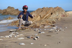 Quang Tri tests seawater after dead fish wash ashore