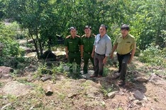 Rare 2kg elongated tortoise released back into the wild