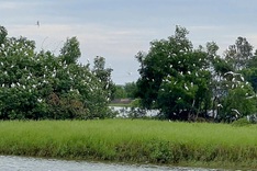 Thousands of white egrets flock to fields in Nghe An