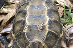 Khanh Hoa cracks down on illegal wildlife trade
