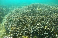 Nha Trang bay marine ecosystem records positive recovery