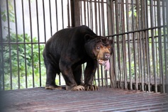Four rescued bears transferred to Bach Ma National Park