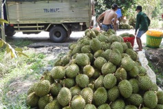 Vietnam durian exports surge on off season harvests