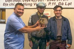 Rare pangolin found in Dalat bar returned to wild