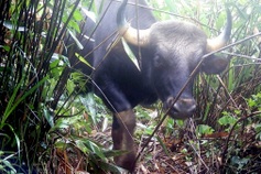Endangered gaur spotted in Chu Mom Ray National Park