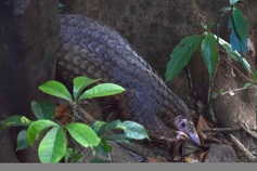 Nine rescued pangolins released into Hue forest