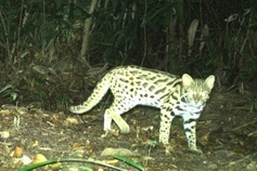 Phu Tho man fined for keeping rare wild cat at home