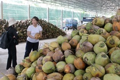Fresh coconut prices surge as heatwave and tourism boost demand