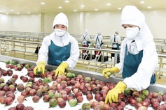 Additional Vietnamese fruits given green-light to enter US and Australia