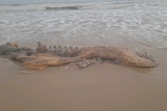 Body of 300-kilo whale found on Quang Tri beach