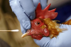 HCM City reports rare case of encephalitis linked to H5N1 avian flu