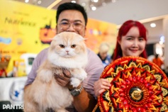 Thai long-haired cat beats 120 rivals at WCF International Jubilee show