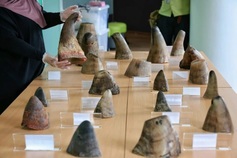 Singapore seizes largest-ever rhino horn smuggling shipment