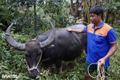 Buffalo rescued after six days stranded on roof in Dak Lak floods