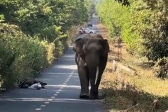 Man abandons motorbike after encountering elephant in Dong Nai