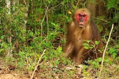 Wildlife conservation creates green livelihoods at Ben En National Park