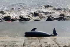 Whale carcass washes ashore in Quang Tri