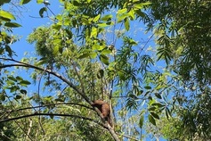 Eight rare animals released into the wild in Dong Nai Province