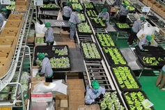 Agro-forestry-fishery exports target USD 73-74 billion in 2026