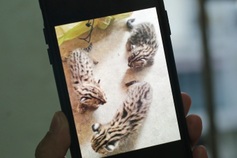 Rare wildcats found and rescued in Tay Ninh