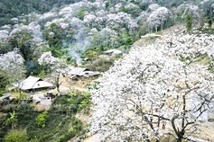 Dien Bien set to bloom as Hoa Ban Festival 2026 lights up the northwest