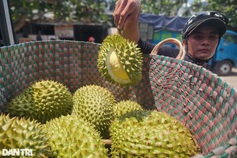 Durian prices hit three-year high on China demand