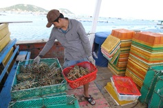 Vietnam overtakes Canada in China lobster exports