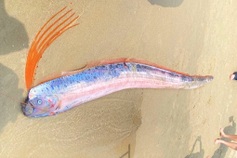Two-metre oarfish washes ashore in Danang