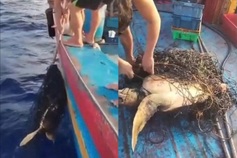 Fishermen free trapped sea turtle in video seen by millions