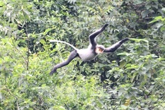 Danang seeks long-term plan to protect endangered grey-shanked douc