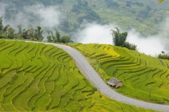 Y Ty autumn festival to showcase golden rice terraces