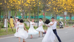 Caribbean trumpet flowers attract visitors to Hanoi road