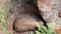Young elephant rescued from deep pit in Dong Nai
