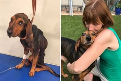 Nhận nuôi chú chó “da bọc xương”, người phụ nữ được đền đáp bằng...sự sống