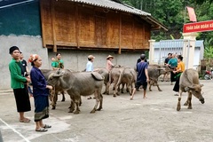Thanh Hoá nỗ lực thực hiện mục tiêu quốc gia giảm nghèo bền vững