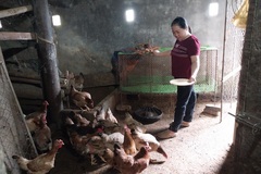 Nhiều người thoát nghèo nhờ mô hình tạo sinh kế của huyện Hưng Nguyên