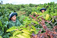 “Khoảng thở” cho nông sản Việt