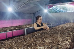 “Hóa vàng” từ rơm rạ: Cơ hội lớn từ kinh tế tuần hoàn nông nghiệp