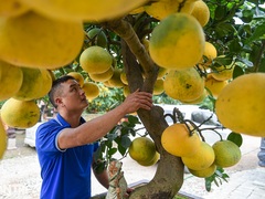Khách trả 2 cây vàng cho cây bưởi "độc", chủ vườn vẫn lắc đầu dù đang "ế"