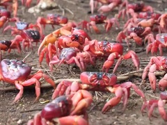 Hàng triệu cua đỏ "xâm chiếm" đảo lớn ở Australia