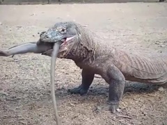 "Lạnh gáy" cảnh rồng Komodo tàn độc nuốt sống cả con khỉ