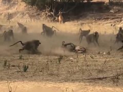 Màn "bổ nhào" từ trên cây của báo săn khiến linh dương dễ dàng quy phục